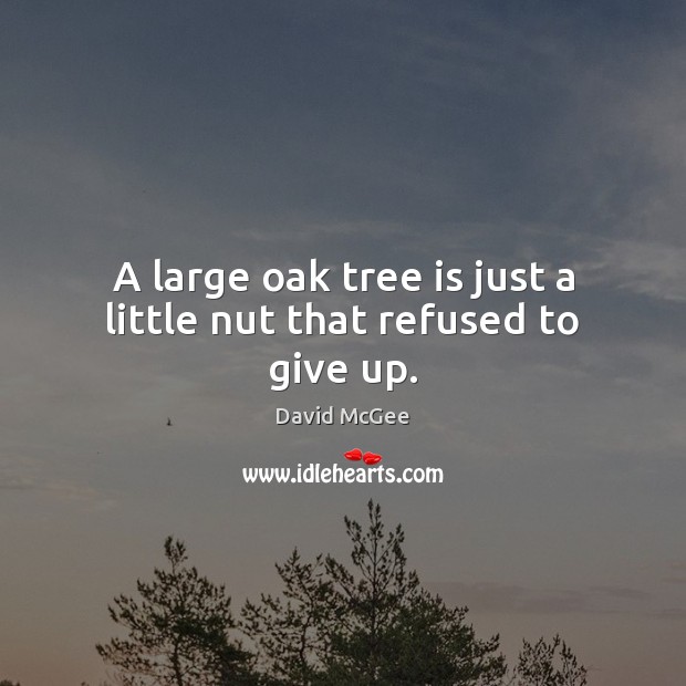 A large oak tree is just a little nut that refused to give up. David McGee Picture Quote