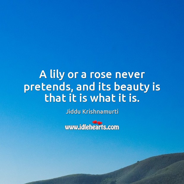 A lily or a rose never pretends, and its beauty is that it is what it is. Jiddu Krishnamurti Picture Quote