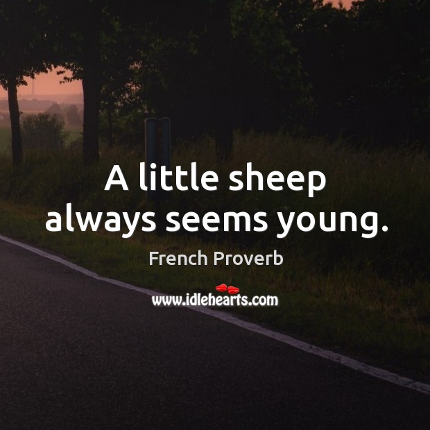 A little sheep always seems young. Image