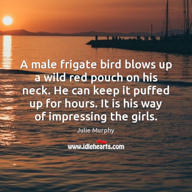 A male frigate bird blows up a wild red pouch on his Julie Murphy Picture Quote