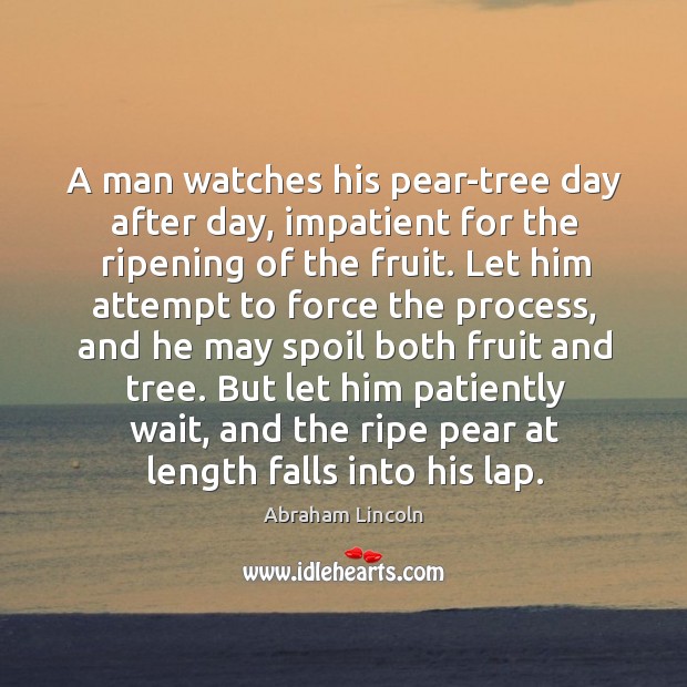 A man watches his pear-tree day after day, impatient for the ripening Image