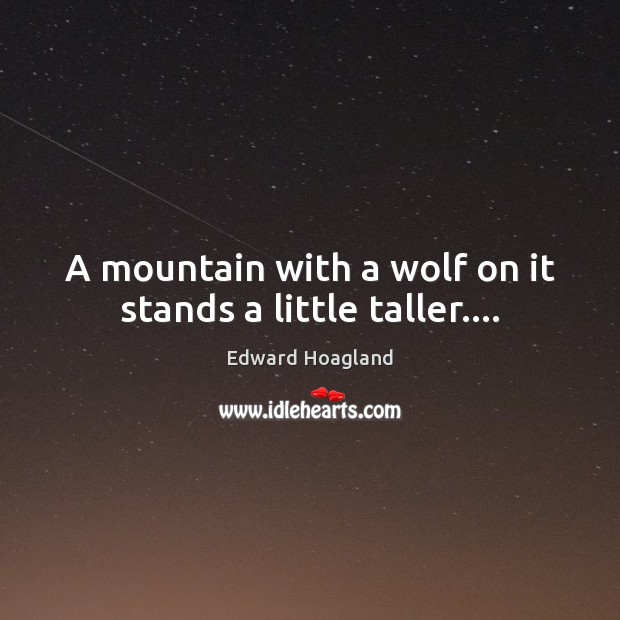 A mountain with a wolf on it stands a little taller…. Edward Hoagland Picture Quote