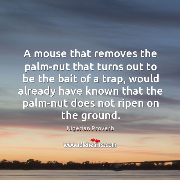 A mouse that removes the palm-nut that turns out to be the bait of a trap Image