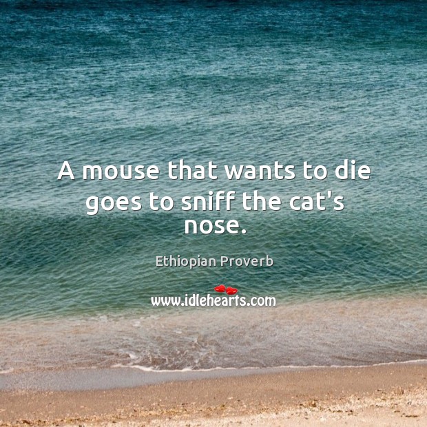 A mouse that wants to die goes to sniff the cat’s nose. Ethiopian Proverbs Image