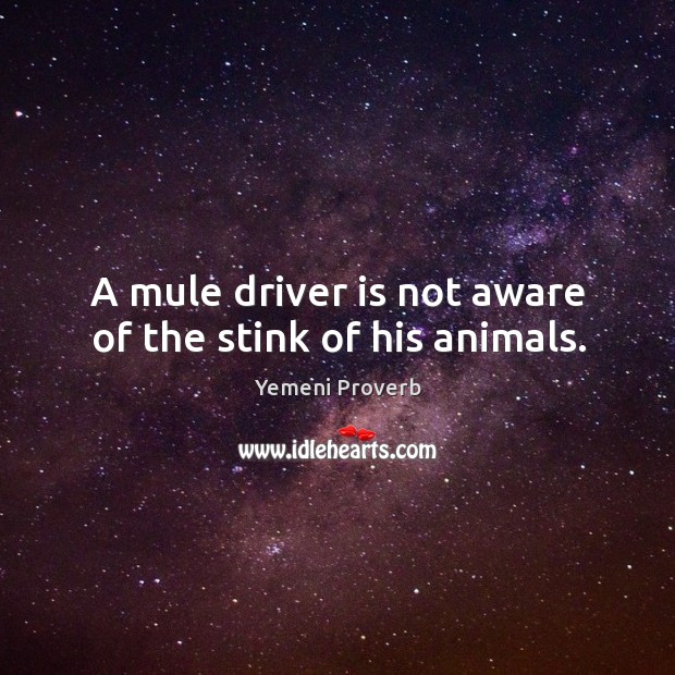 A mule driver is not aware of the stink of his animals. Yemeni Proverbs Image