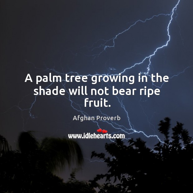 A palm tree growing in the shade will not bear ripe fruit. Afghan Proverbs Image