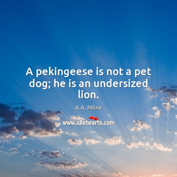A pekingeese is not a pet dog; he is an undersized lion. A.A. Milne Picture Quote