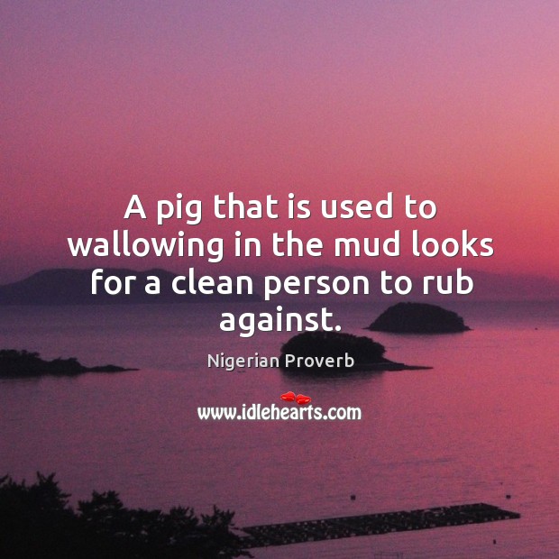 A pig that is used to wallowing in the mud looks for a clean to rub against. Nigerian Proverbs Image