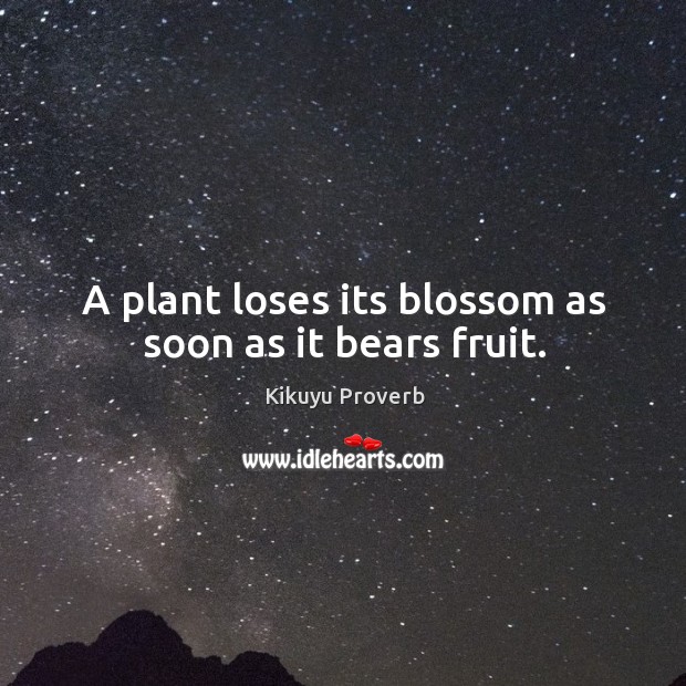 A plant loses its blossom as soon as it bears fruit. Kikuyu Proverbs Image