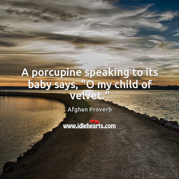 A porcupine speaking to its baby says, “o my child of velvet.” Afghan Proverbs Image