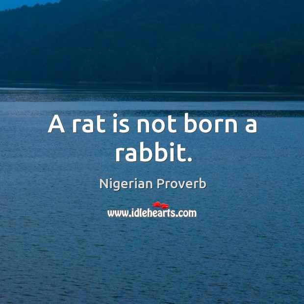 A rat is not born a rabbit. Nigerian Proverbs Image
