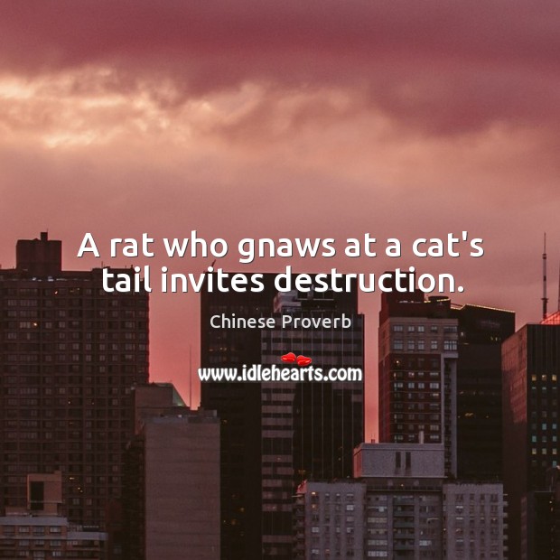 A rat who gnaws at a cat’s tail invites destruction. Chinese Proverbs Image