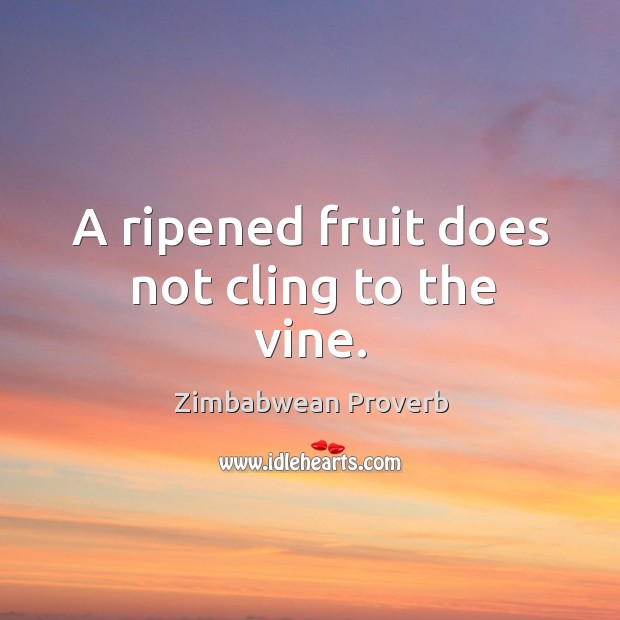 A ripened fruit does not cling to the vine. Zimbabwean Proverbs Image