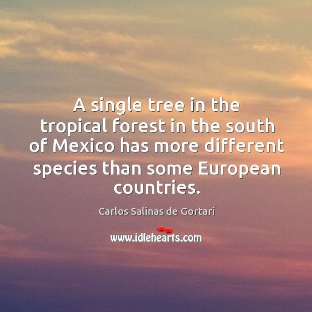 A single tree in the tropical forest in the south of mexico has more different species Carlos Salinas de Gortari Picture Quote