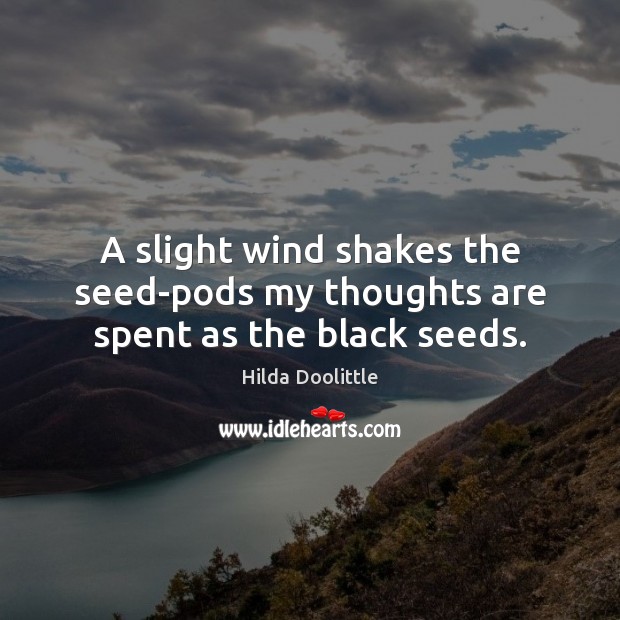 A slight wind shakes the seed-pods my thoughts are spent as the black seeds. Hilda Doolittle Picture Quote
