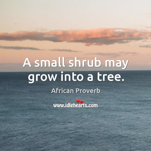 A small shrub may grow into a tree. Image