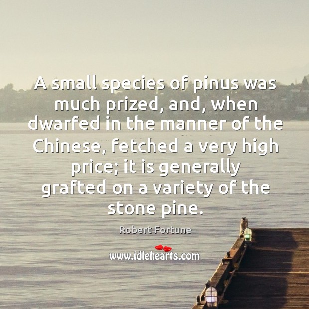 A small species of pinus was much prized, and, when dwarfed in the manner of the chinese Robert Fortune Picture Quote