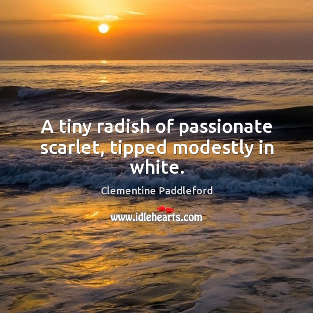 A tiny radish of passionate scarlet, tipped modestly in white. Clementine Paddleford Picture Quote