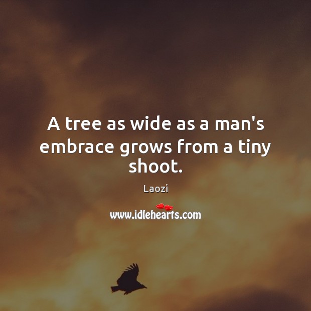 A tree as wide as a man’s embrace grows from a tiny shoot. Image