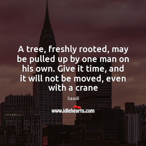 A tree, freshly rooted, may be pulled up by one man on Saadi Picture Quote