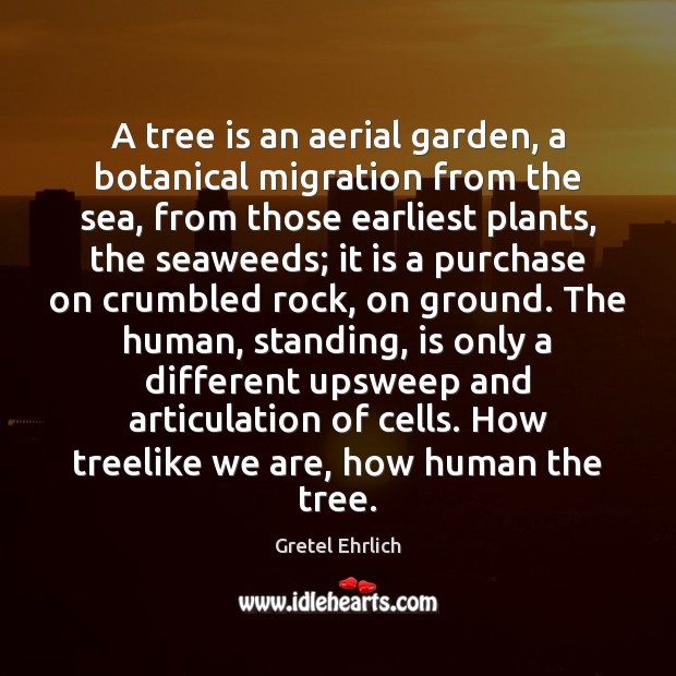 A tree is an aerial garden, a botanical migration from the sea, Gretel Ehrlich Picture Quote