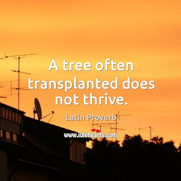 A tree often transplanted does not thrive. Latin Proverbs Image