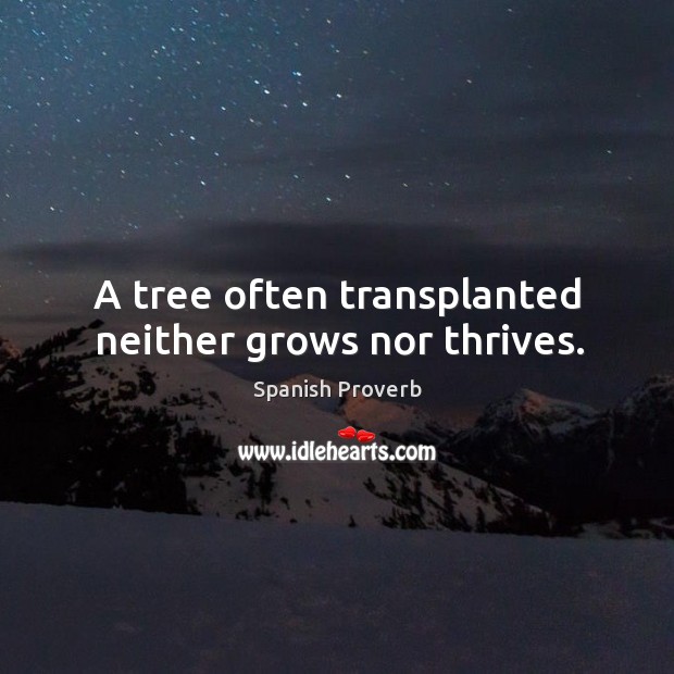 A tree often transplanted neither grows nor thrives. Image