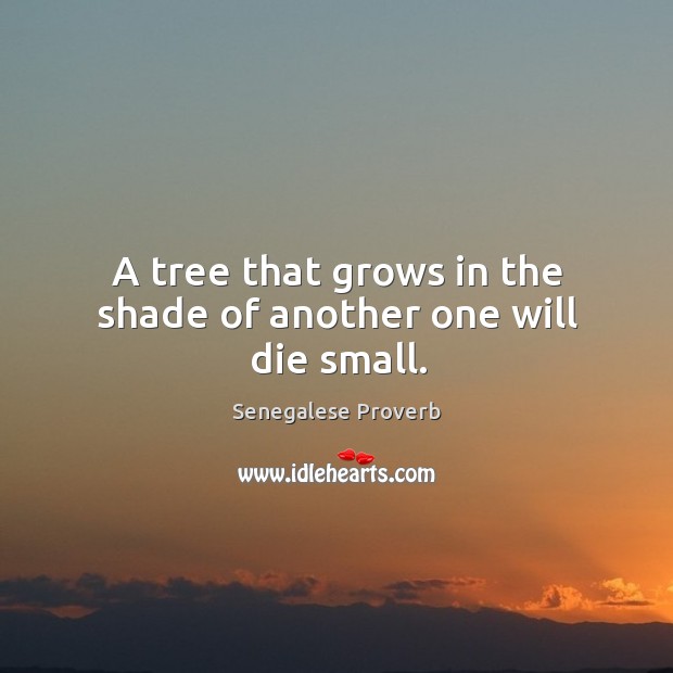 A tree that grows in the shade of another one will die small. Senegalese Proverbs Image