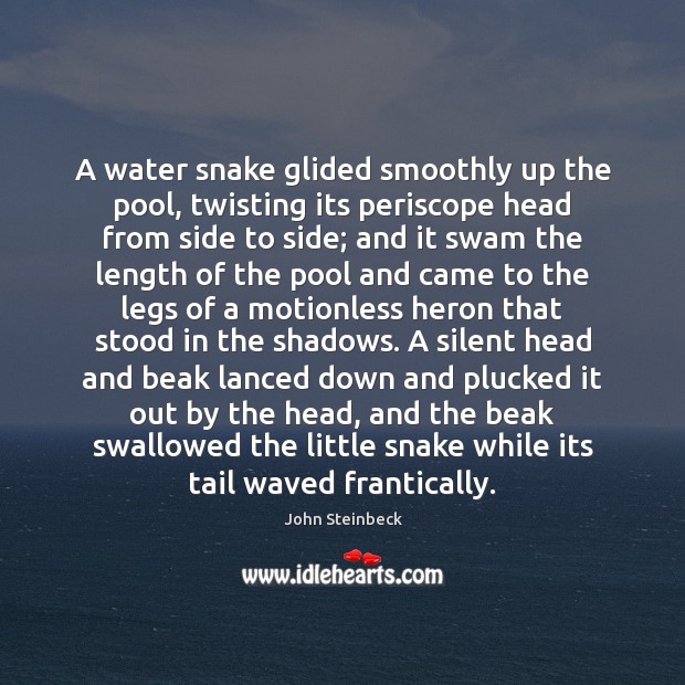 A water snake glided smoothly up the pool, twisting its periscope head John Steinbeck Picture Quote