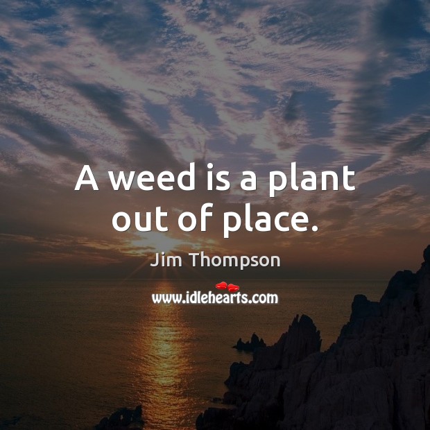 A weed is a plant out of place. Image