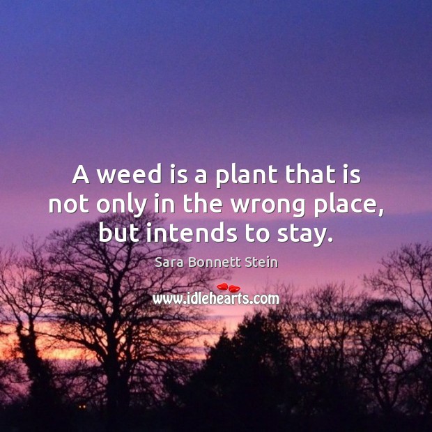 A weed is a plant that is not only in the wrong place, but intends to stay. Sara Bonnett Stein Picture Quote