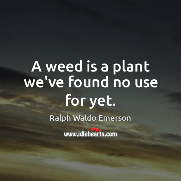 A weed is a plant we’ve found no use for yet. Ralph Waldo Emerson Picture Quote