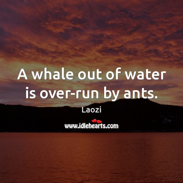 A whale out of water is over-run by ants. Laozi Picture Quote