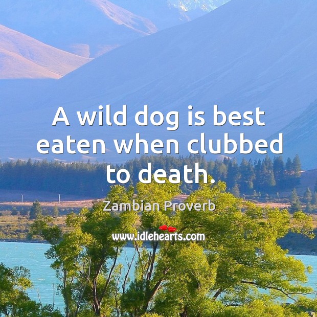 A wild dog is best eaten when clubbed to death. Zambian Proverbs Image