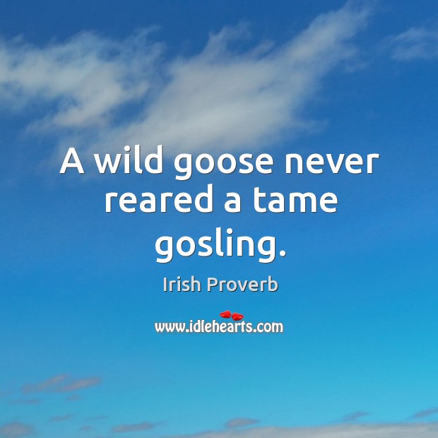A wild goose never reared a tame gosling. Irish Proverbs Image