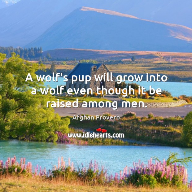 A wolf’s pup will grow into a wolf even though it be raised among men. Afghan Proverbs Image