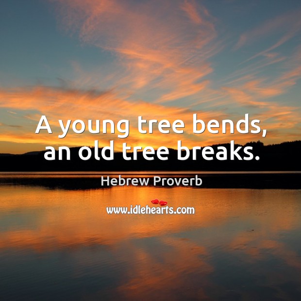 A young tree bends, an old tree breaks. Hebrew Proverbs Image