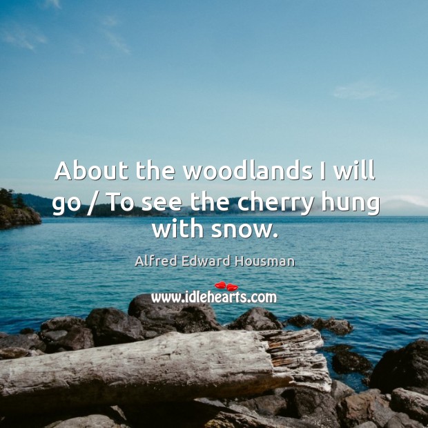 About the woodlands I will go / to see the cherry hung with snow. Alfred Edward Housman Picture Quote