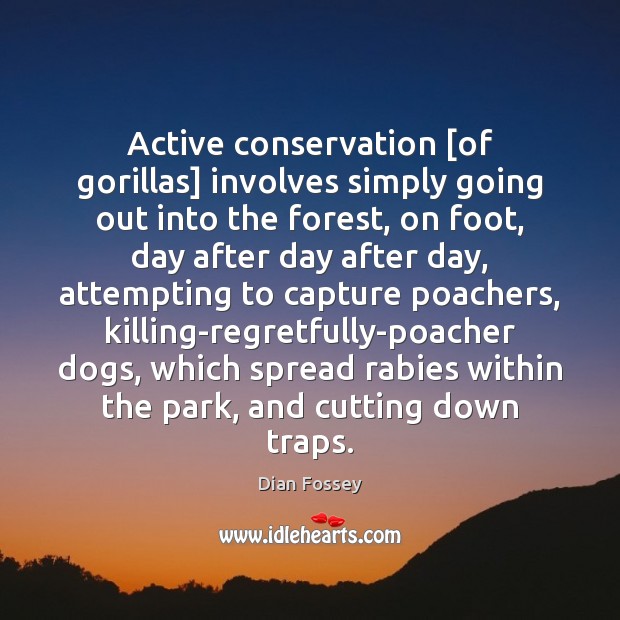Active conservation [of gorillas] involves simply going out into the forest, on Image