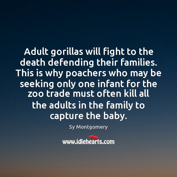 Adult gorillas will fight to the death defending their families. This is Sy Montgomery Picture Quote