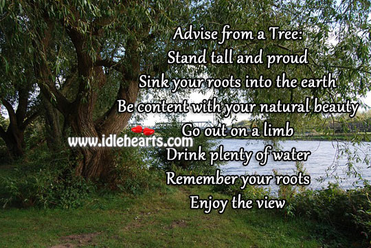 Advise from a tree Image