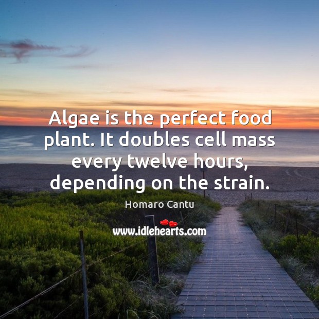 Algae is the perfect food plant. It doubles cell mass every twelve Homaro Cantu Picture Quote