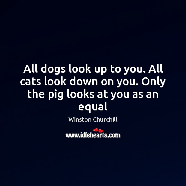 All dogs look up to you. All cats look down on you. Only the pig looks at you as an equal Winston Churchill Picture Quote