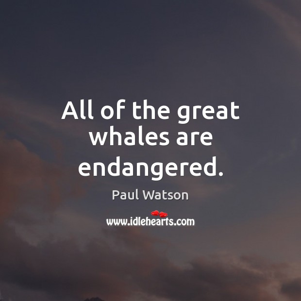 All of the great whales are endangered. Paul Watson Picture Quote
