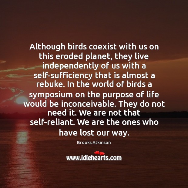 Although birds coexist with us on this eroded planet, they live independently Brooks Atkinson Picture Quote