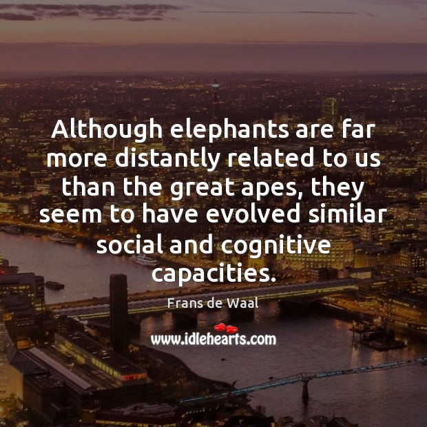 Although elephants are far more distantly related to us than the great Frans de Waal Picture Quote