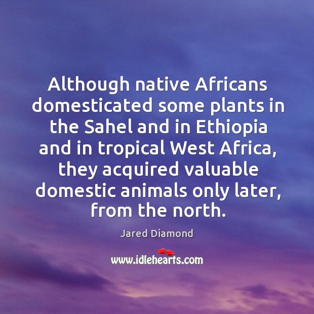 Although native africans domesticated some plants in the sahel and in ethiopi Jared Diamond Picture Quote