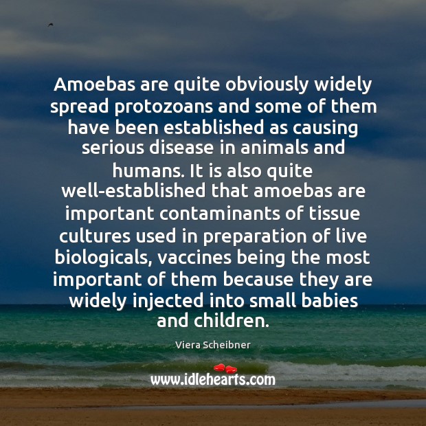 Amoebas are quite obviously widely spread protozoans and some of them have Image