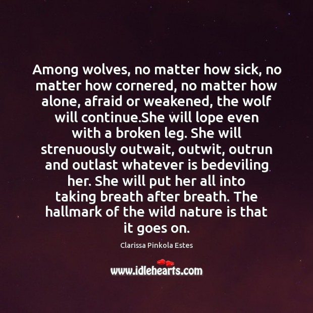 Among wolves, no matter how sick, no matter how cornered, no matter Clarissa Pinkola Estes Picture Quote