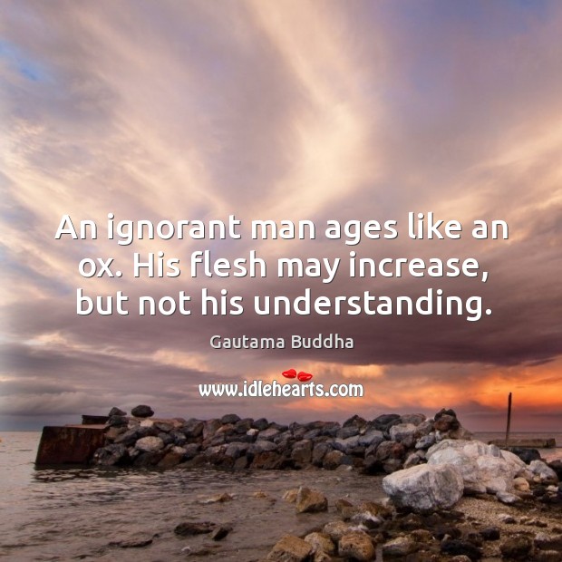 An ignorant man ages like an ox. His flesh may increase, but not his understanding. Gautama Buddha Picture Quote